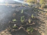 De belles plantations au collège Chamontin - décembre 2021 -2