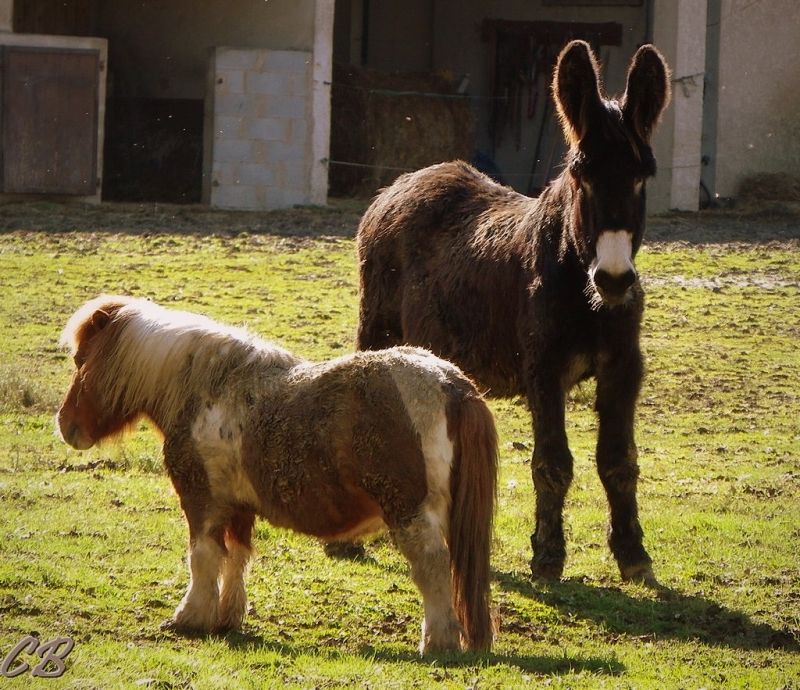 7 ânes et 2 poneys  au Parc Laparel - août 2022