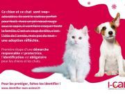 Adoption responsable d'animaux
