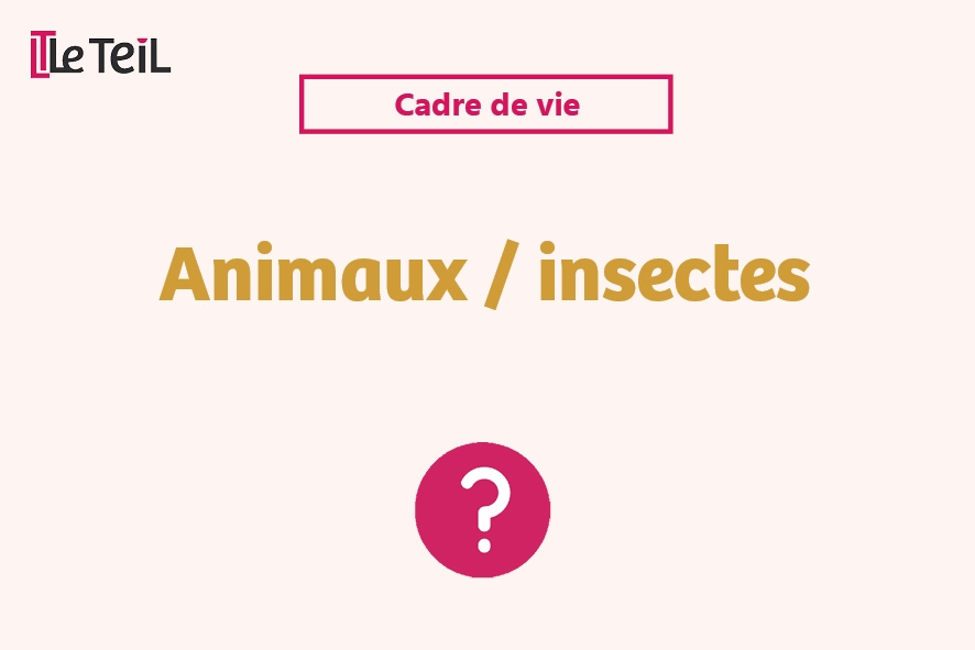 Animaux insectes