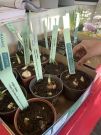 Ateliers plantations à la Jardinerie Malva - 31-01-2023 - 7