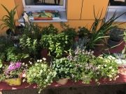 Création des jardins partagés - La Violette - Avril 2021 -6