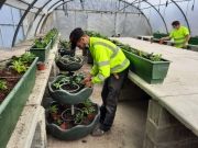 Fleurissement de la ville - avril 2021 -3