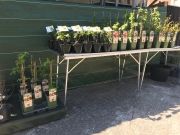 La jardinerie Malva au Teil a ouvert ses portes - 05-04-2022 - 4