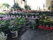 La jardinerie Malva au Teil a ouvert ses portes - 05-04-2022 - 7