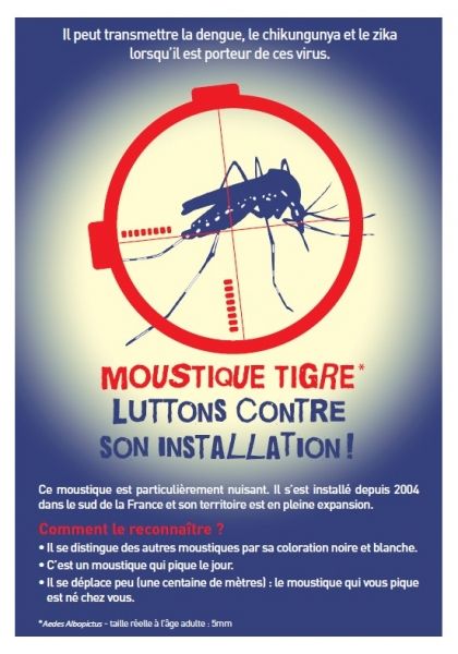 Le moustique tigre capable de transmettre le virus du chikungunya