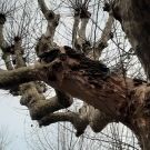 Les arbres - commune de Le Teil - février 2021 -5