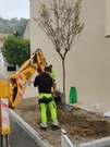Nature en ville --  Deux nouveaux arbres rue Henri Dunant -2