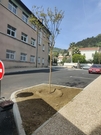 Nature en ville --  Deux nouveaux arbres rue Henri Dunant -7