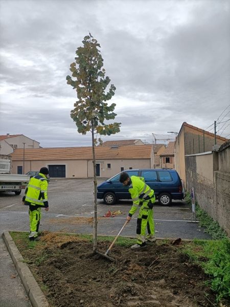 Plan "Nature en ville" - 15 arbres plantés par les agents communaux !
