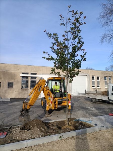 Programme nature en ville - 22 arbres supplémentaires plantés en quelques jours - mars 2023 -1