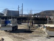 Programme nature en ville - 22 arbres supplémentaires plantés en quelques jours - mars 2023 -6